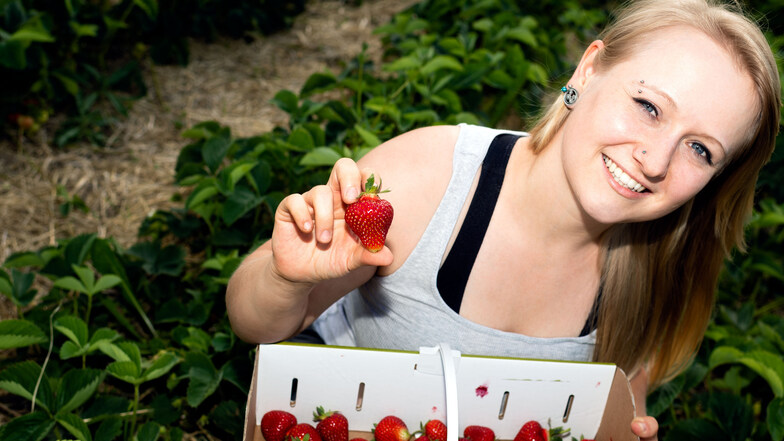 Frischer geht’s nicht: Anna Barthel aus Bischofswerda pflückt das erste Mal ihre Erdbeeren selbst. Auf den Feldern warten jede Menge der reifen Früchte auf ihre Ernte.