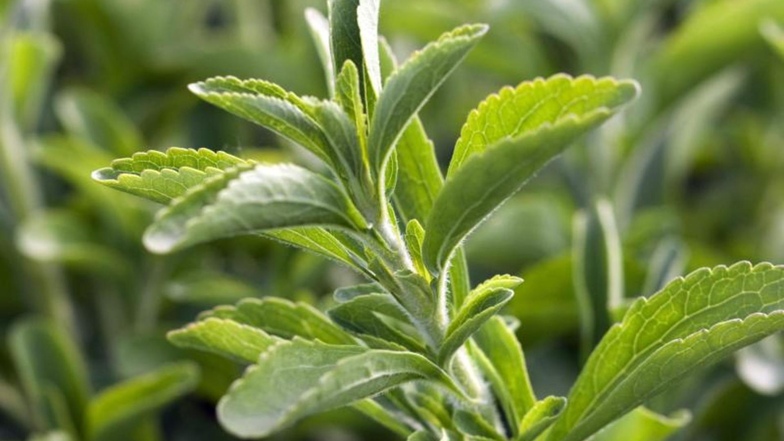 Aus einem Extrakt der Stevia-Pflanze entstehen Steviolglycoside, die ungefähr 400 Mal so süß sind wie Zucker. Foto: Marion Nickig