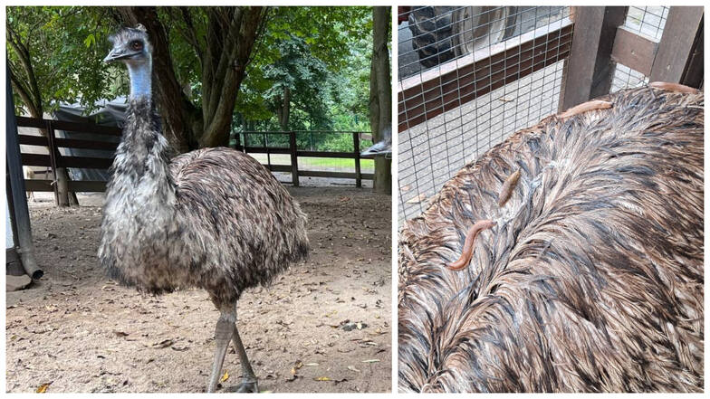 Der Emu im Tierpark in Aue hat von den Nacktschnecken auf seinem Gefieder nichts mitbekommen.