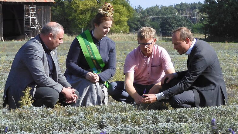 Sie hocken manchmal zusammen, hier in einem Lavendelfeld: Sachsens Bauernpräsident Torsten Krawczyk (links im Bild) und Landwirtschaftsminister Wolfram Günther (Grüne, r.). Nun sind sie uneins.