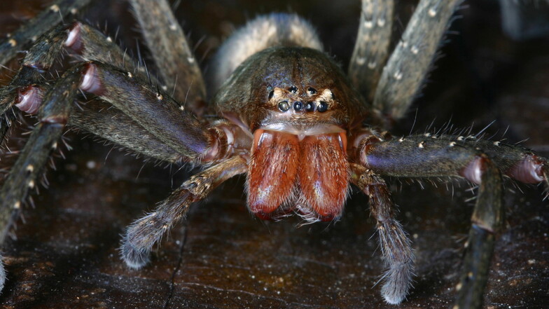 99 Arten von Riesenkrabbenspinnen entdeckt