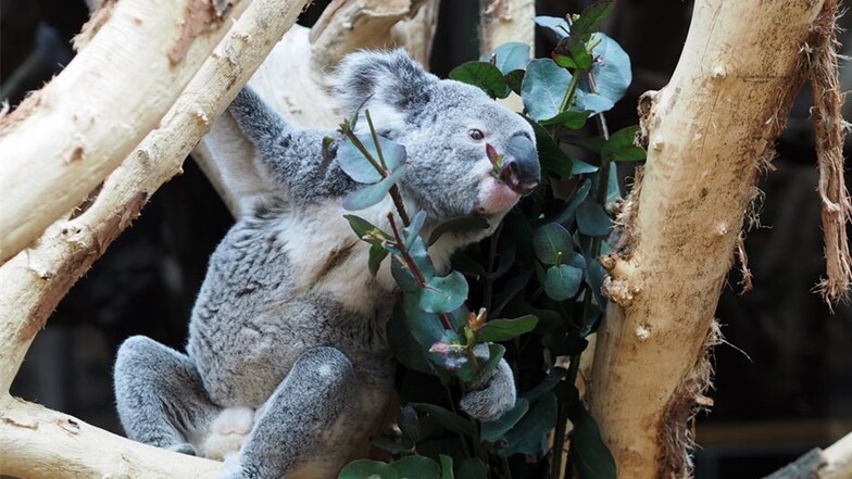 Koala-Haus im Zoo Leipzig eröffnet