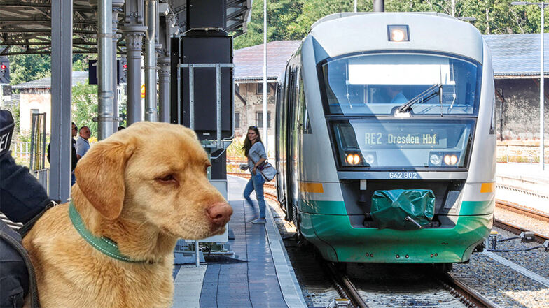 Hund als blinder Passagier im Trilex