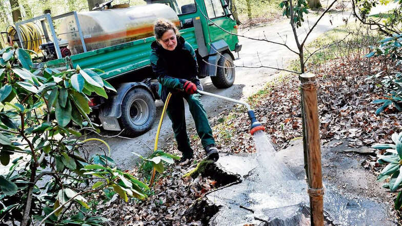 Monika Rackel, Parkpflege-Mitarbeiter, bewässert wegen der langen Trockenheit regelmäßig Anpflanzungen im Muskauer Park. Dazu gehören auch junge Buchen im Bergpark, die dort gepflanzt wurden, wo einst Baumriesen standen. So sollen der Baumbestand erhalten
