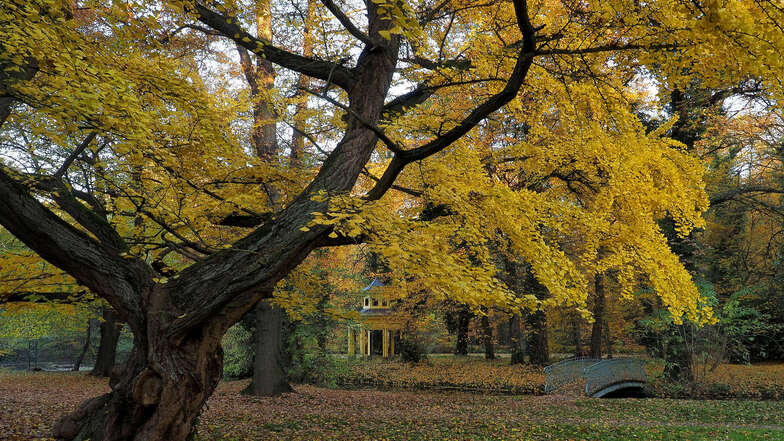Ein Hingucker nicht nur mit herbstlicher Färbung: Der Ginkgo im Schlosspark Jahnishausen bei Riesa vertritt seine Art nun in der Liste der Nationalerbe-Bäume. Stattliche Linden, Lärchen oder Kastanien werden noch gesucht.