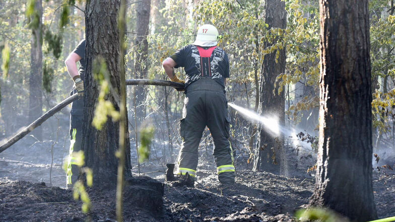 2,5 Hektar Wald brennen in der Dübener Heide