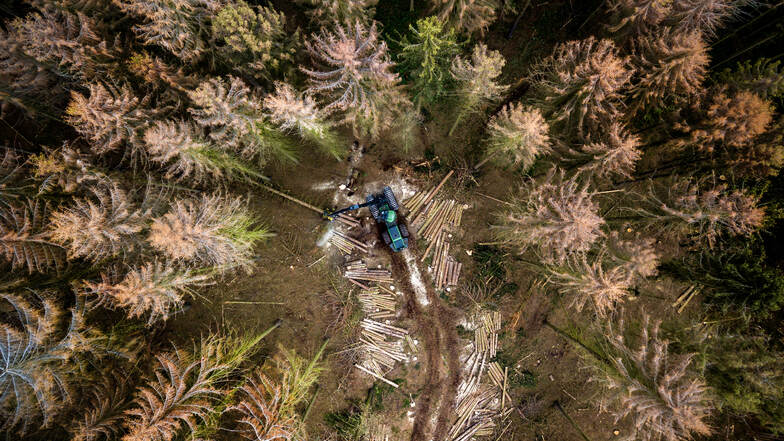 "Der Wald stirbt": Der Fotograf Dietmar Thomas gewinnt mit dieser Aufnahme des Westewitzer Forstes in der Kategorie "Lokalfoto des Jahres".