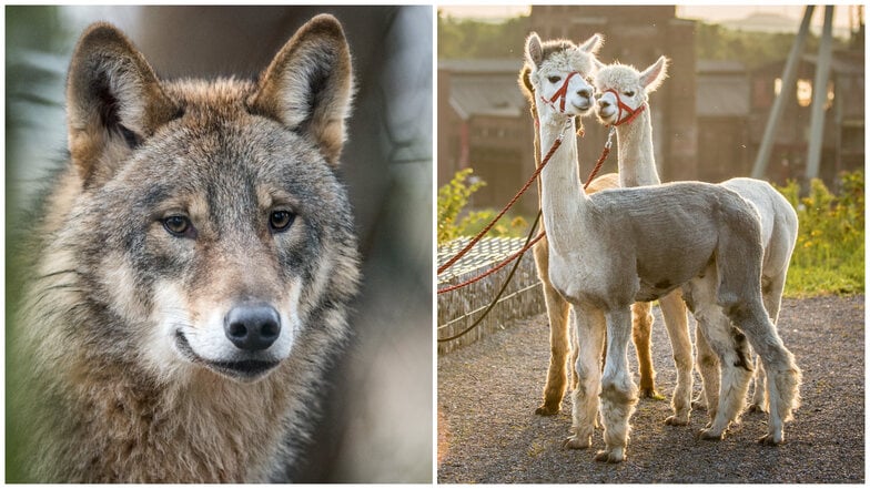 Lausitzer Wölfe töten eine ganze Alpaka-Herde
