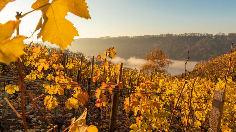 Der Herbst ist mit seinen Farben jedes Jahr aufs Neue ein ganz besonderes Schauspiel - hier in den Weinbergen mit geheimnisvollem Nebel im Tal.