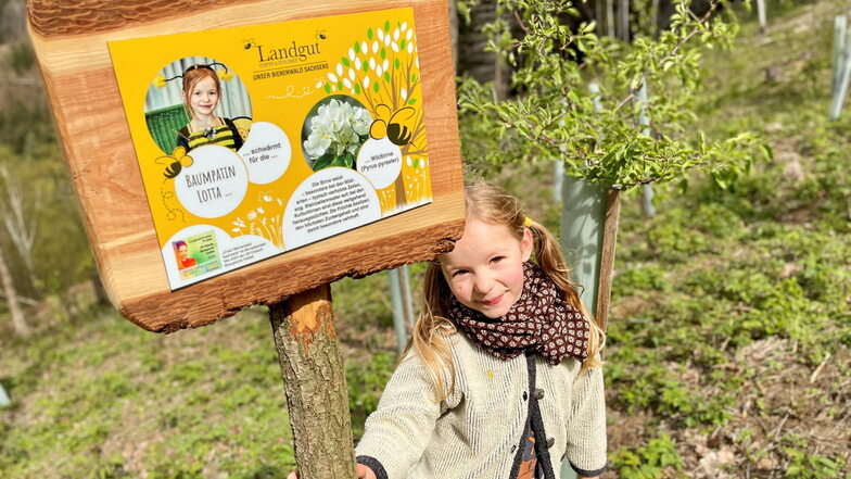 In Liebstadt steht Sachsens erster Bienenwald. Dieser soll weiter wachsen.