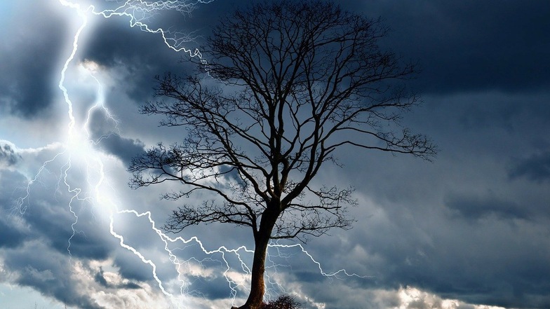 Wenn der Sturm wütet, leidet oft der Baum. Eigentümer von Grundstücken sollten deshalb auf professionelle Baumpflege achten.