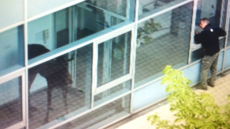 Ein Mitarbeiter des Dresdner Zoos versuchte, das Tier mit einem langen Zweig aus dem Raum zu drängen.