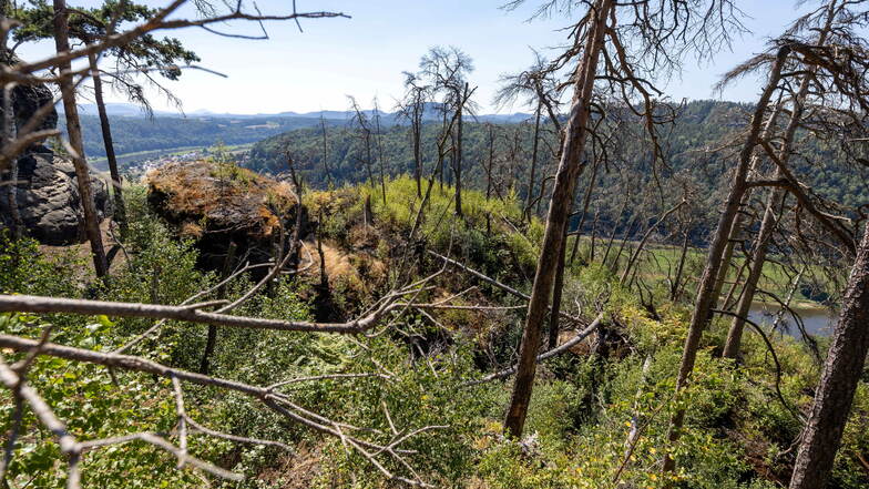 Felsplateau in Elbnähe im August 2022: Abgestorbene Bäume zeugen noch vom Brand, doch längst wächst neues Grün.