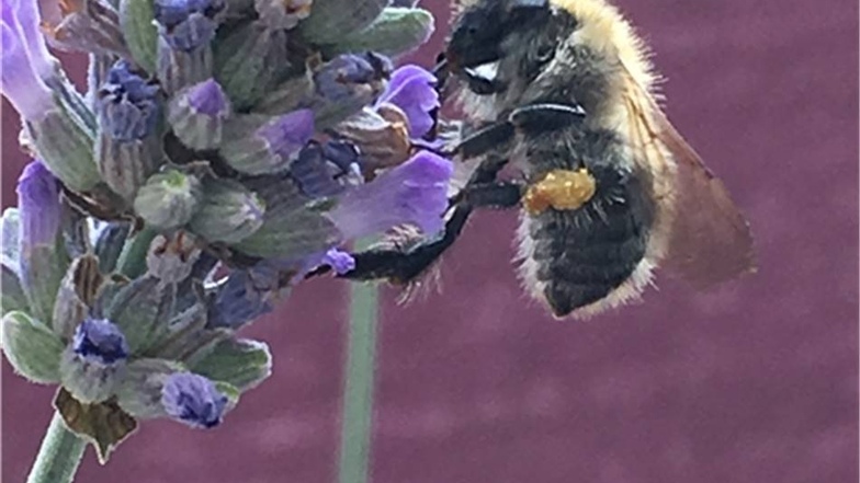 „Im Juli war reger Bienenflug um den Lavendelbusch“, schreibt Antje Hofmann aus Neustadt in Sachsen. Für sie selbst Momente der Erholung.