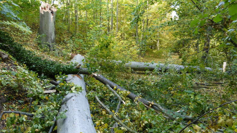 Ein mächtiger Baum ist im Lößnitzgrund - zwischen Zillerdenkmal und Grundmühle - auf den Wanderweg gestürzt.