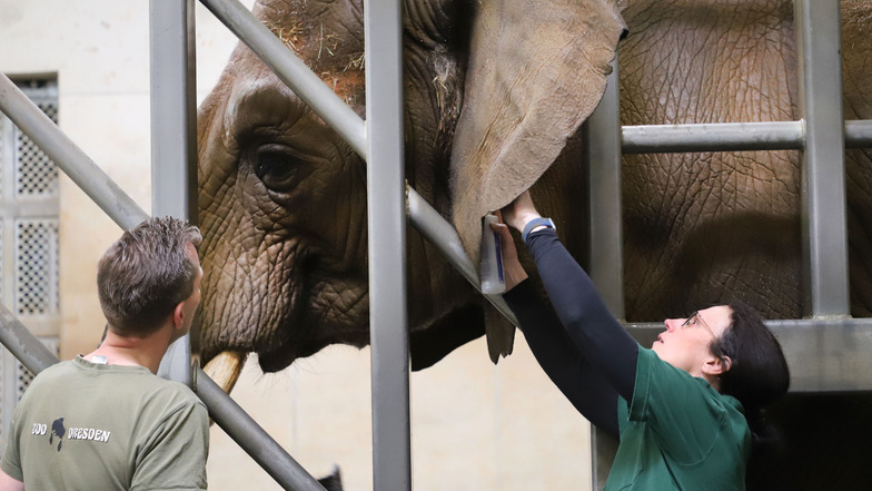 Die Tierpfleger:innen und Tierärzte des Zoos Dresden üben regelmäßig mit den Elefanten, damit die Dickhäuter für Untersuchungen gut vorbereitet sind.