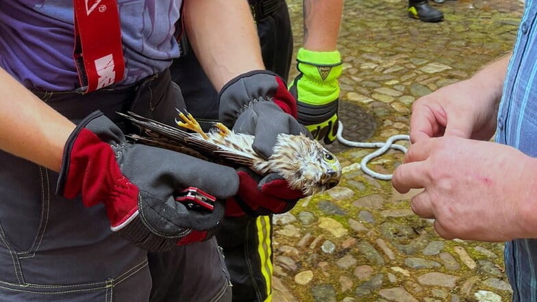 Auf Burg Mildenstein ist ein junger Falke in Gefahr geraten. Die Feuerwehr rettete ihn aus einem Taubennetz.