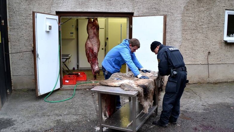 In der Neujahrsnacht haben Unbekannte im Moritzburger Wildgehege einen seltenen weißen Hirsch getötet und enthauptet. Nach der Spurensicherung im Gehege wurde der Hirsch obduziert.