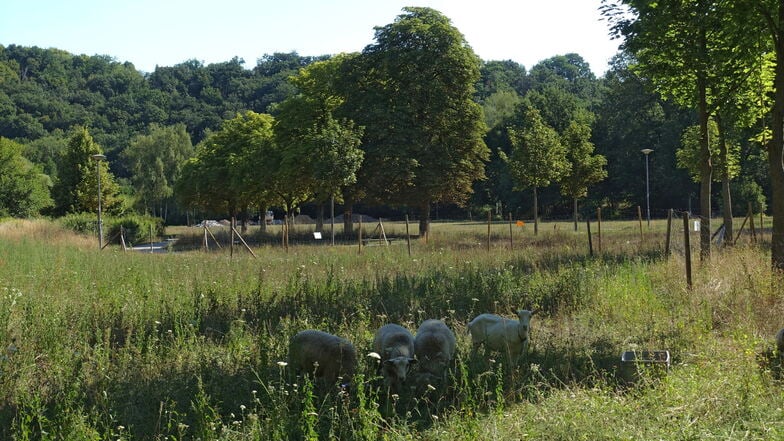 Schafe haben die neue Schmetterlingswiese in den Klostergärten abgeweidet.