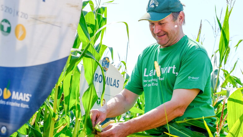 Landwirt Matthias Grosser prüft auf einem Feld bei Brockwitz an Maispflanzen das Wachstum. Bedingt durch die teils kühle Witterung im Frühjahr und nachfolgend den vielen Regen, verschiebt sich der Erntebeginn, dennoch erwartet er gute Erträge.