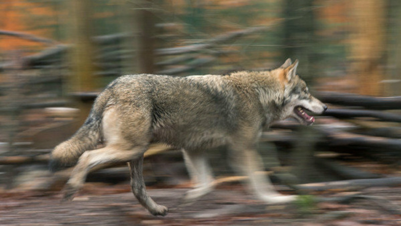 Wolfsangriff in Großdrebnitz