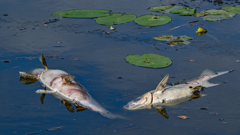 Polnische Behörden finden viele tote Fische in der Oder