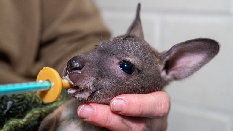 Känguru-Baby "Mäuschen" muss im Stralsunder Zoo von Hand aufgezogen werden.