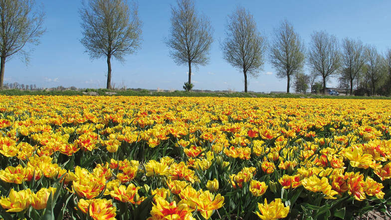 Holland ist der Begriff von Wasser, weiten Landschaften, Käse und Tulpen.