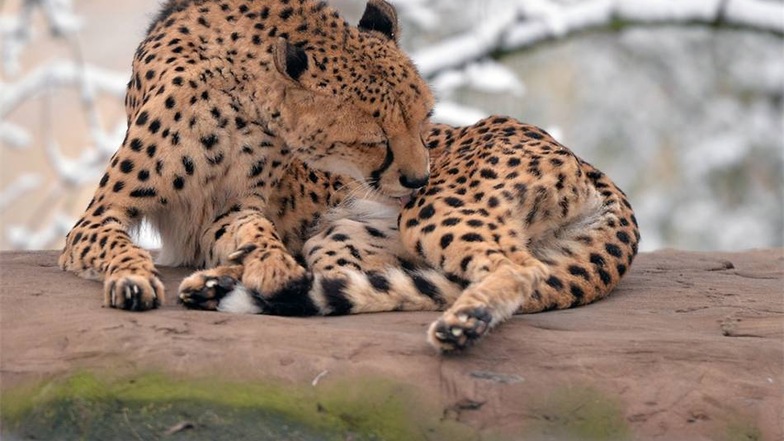 Geparden leben eigentlich in Afrika und damit in wärmeren Gefilden.