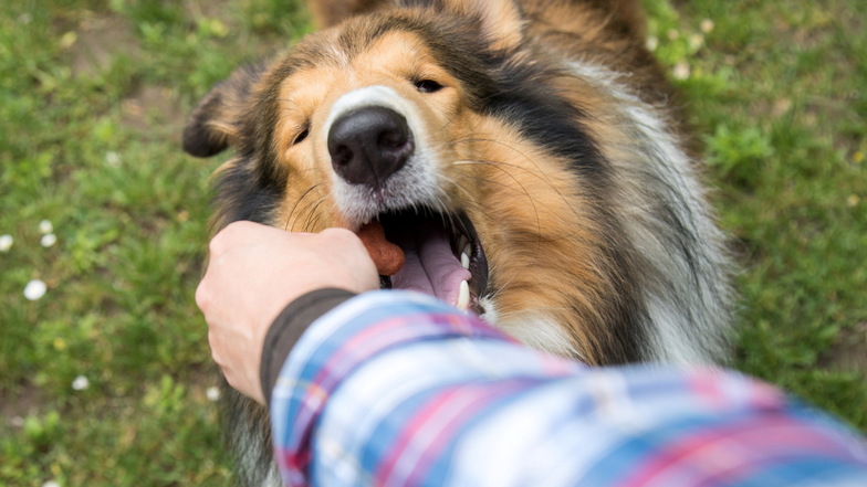 Ein Hund, der viel bellt, sollte sehr oft für ruhiges Verhalten mit einem Leckerli belohnt werden.