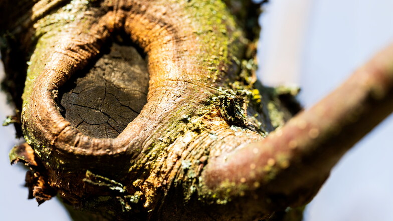Wird ein Baum unsachgemäß geschnitten wie hier, kann er die entstandene Wunde nicht verschließen. Sie ist Einfallstor für Bakterien und Pilze, die den Baum langfristig schwächen.