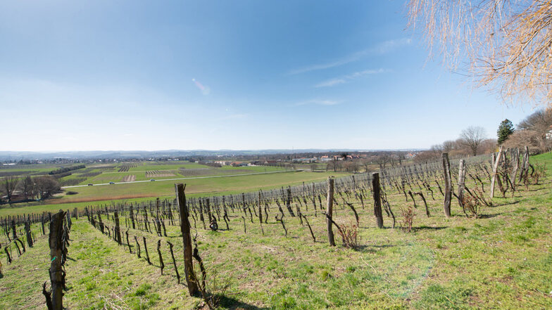 Blick auf das Weingut Zimmerling in PIllnitz.