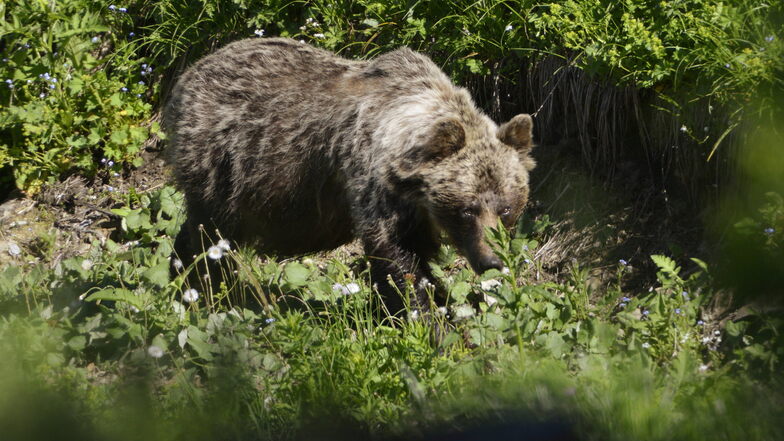 Das Archivbild zeigt einen Braunbären in der Slowakei: Auch in Bayern werden immer wieder Spuren dieser Tiere entdeckt.