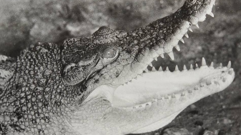 Auch als noch kleines Krokodil machte Max 1961 schon einen recht furchterregenden Eindruck.