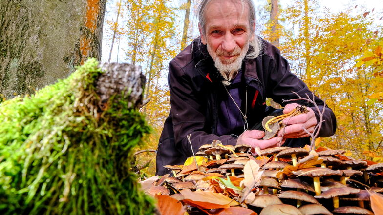 Der Pilzexperte Stefan Schreier bei einem Fund des Grünblättrigen Schwefelkopfs im Weinböhlaer Wald.