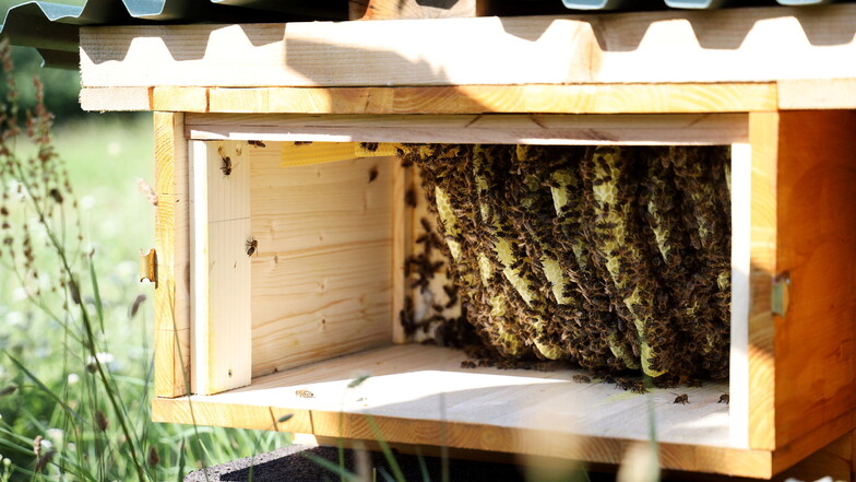 Ein Blick in den neuen Bienenstock - vom Sprungbrett e.V. gezimmert.