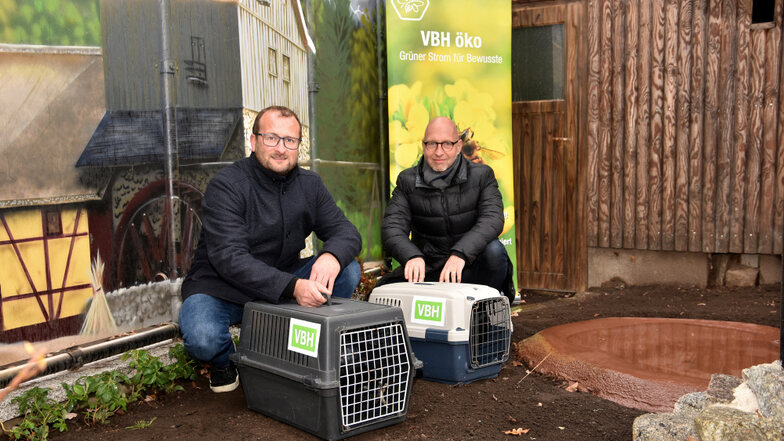 Arthur Kusber, Geschäftsführer der Zoo, Kultur und Bildung gGmbH , und Wolf-Thomas Hendrich, Geschäftsführer der VBH, ließen das Kolkraben-Paar aus den Transportkisten in die neue Voliere.