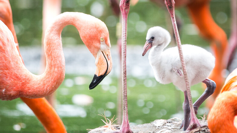 Die Flamingos im Dresdner Zoo bekommen noch in diesem Jahr ein neues Zuhause.