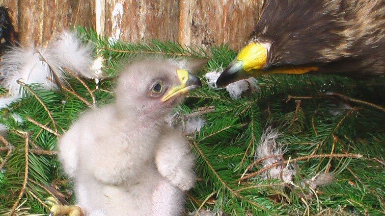 Der kleine Adler schlüpfte am 8. Juni und ist bereits das dritte Küken, das in Liberec zur Welt kam.