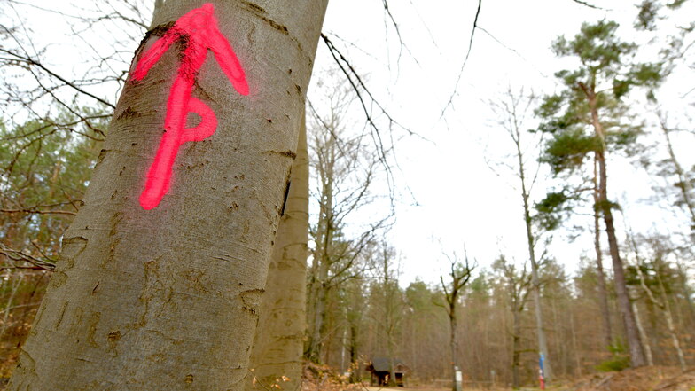 Ein roter Pfeil mit einem kleinen Kreis in der Mitte: Dieses Zeichen findet sich auf Dutzenden Heide-Bäumen vom Stechgrund bis zum Prießnitzgrund.