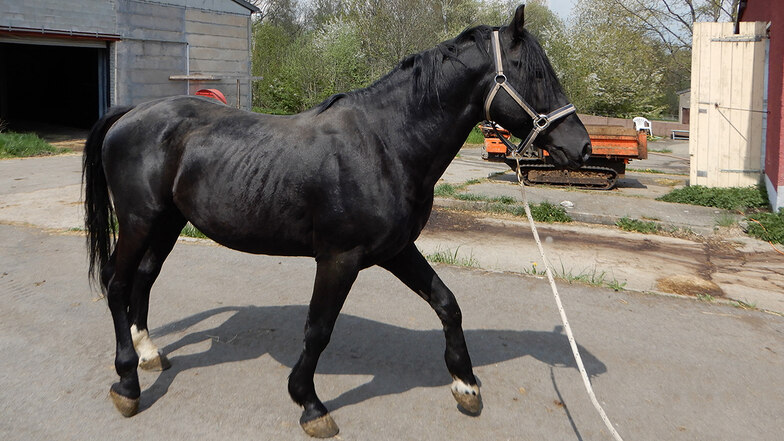 Hengst zu versteigern: Dieser Rappe ist eins von vier Pferden, die das Landratsamt in Pirna demnächst zur Auktion bringt. Die Tiere stammen aus einem illegalen Transport auf der Autobahn.