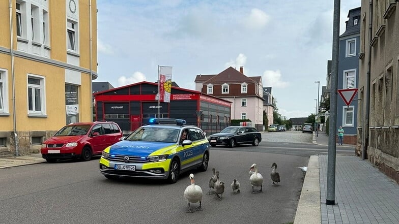 Eine Schwanenfamilie spaziert durch Limbach-Oberfrohna.