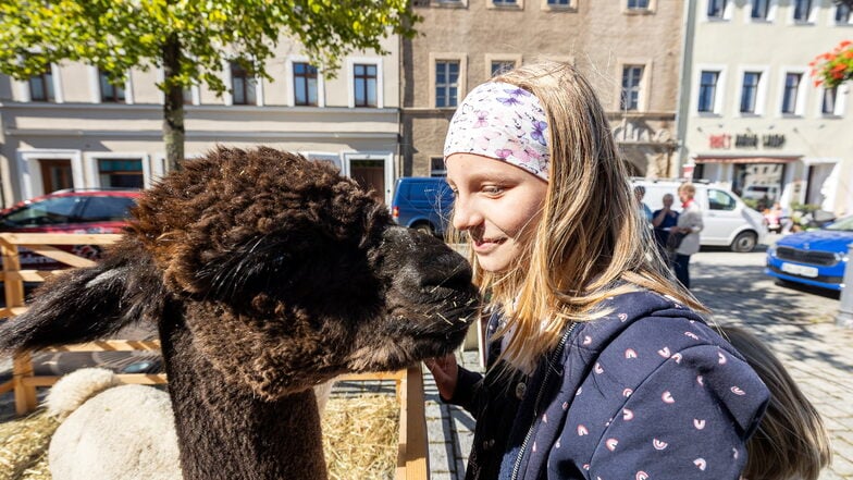 In Dippoldiswalde fand am Sonnabend der erste Herbstmarkt statt. Am Stand von Alpaka-Glück aus Kleinbobritzsch konnte man Alpakas streicheln, mit Sophia "näselte" eins sogar,