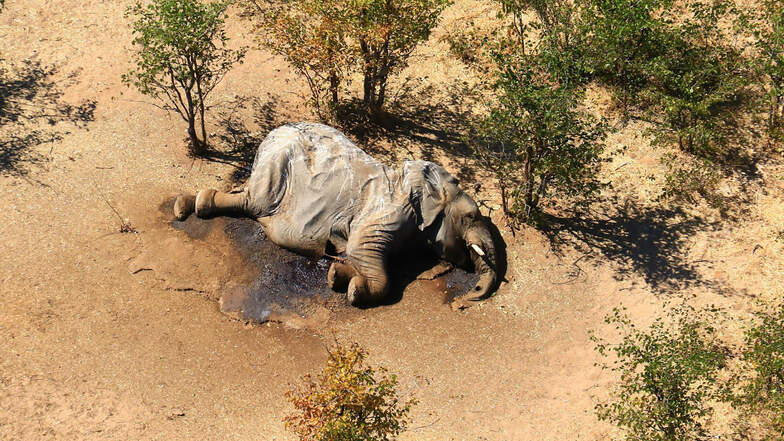 Im südafrikanischen Safari-Paradies Botsuana treibt ein mysteriöses Elefantensterben Tierschützer um.