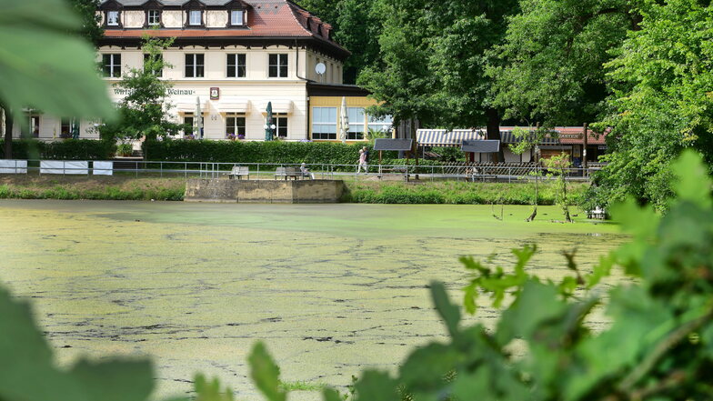 Der Weinauteich in Zittaus "grüner Lunge" bietet momentan ein trauriges Bild. Das Wasser ist mit einer schleimigen, übel riechenden Schicht bedeckt.