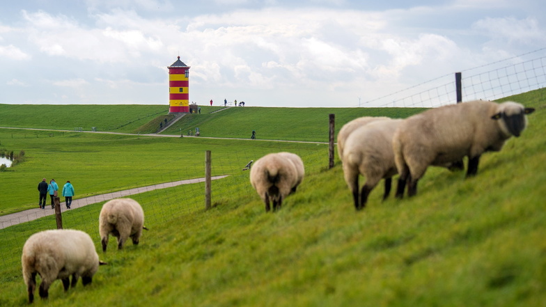 Ostfriesische Idylle: Schafe grasen auf dem Deich vor dem Pilsumer Leuchtturm.