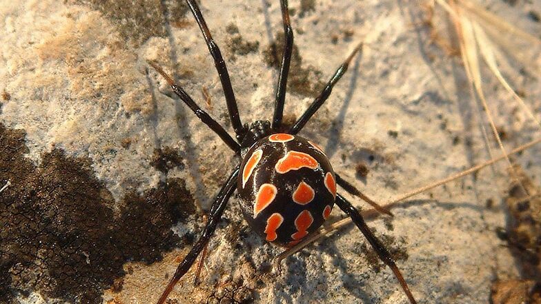Ob es sich um eine Schwarze Witwe handelt, ist nicht bekannt. Aber diese Spinne ist schwarz-rot.