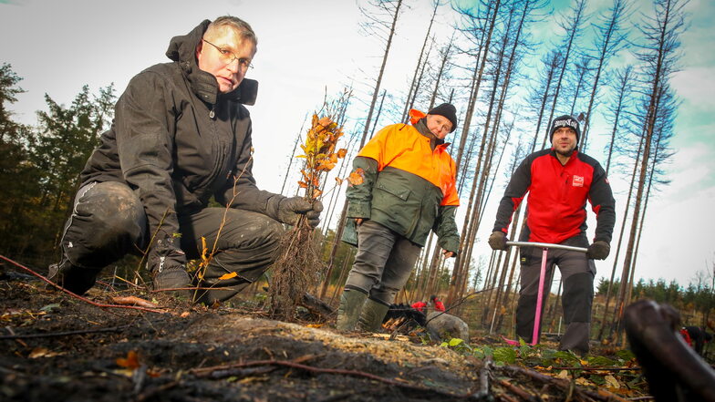 Bäume pflanzen auf der Waldbrandfläche zwischen Oberlichtenau und Häslich: Revierförsterin Reina Burk (M.) erklärt Steve Franke (l.) und  Andreas Nietzschmann von der Firma Dussmann, wie es geht.