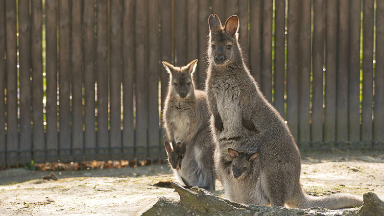 Nachwuchs bei den Bennett-Kängurus im Zoo Hoyerswerda: Neugier ist ja gut und schön – aber im Beutel von Mutti ist es derzeit wohl doch sicherer.