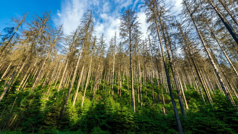 Welche Rolle Totholz bei den Waldbränden in Sachsen spielt